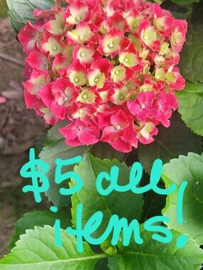 🩷🩷 ENTIRE CLOSET $5 🩷🩷